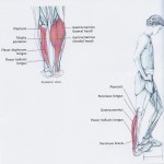 calf heel drop stretch