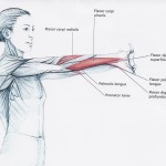 Bl 4 Palms out forearm stretch