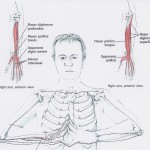 Bl 4 flexors and finger stretch