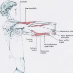 Bl 4 flexors stretch